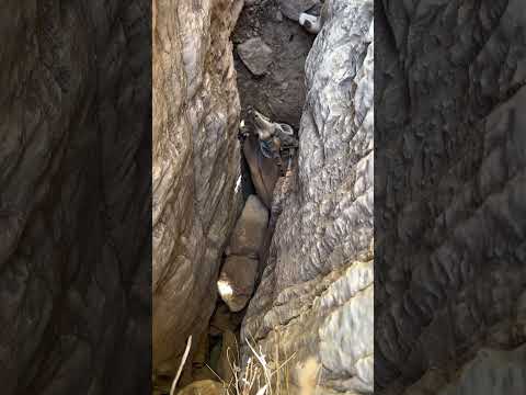 غزال في شق صخري التغطيه الحياة البرية اكسبلور Wildlife Nature 