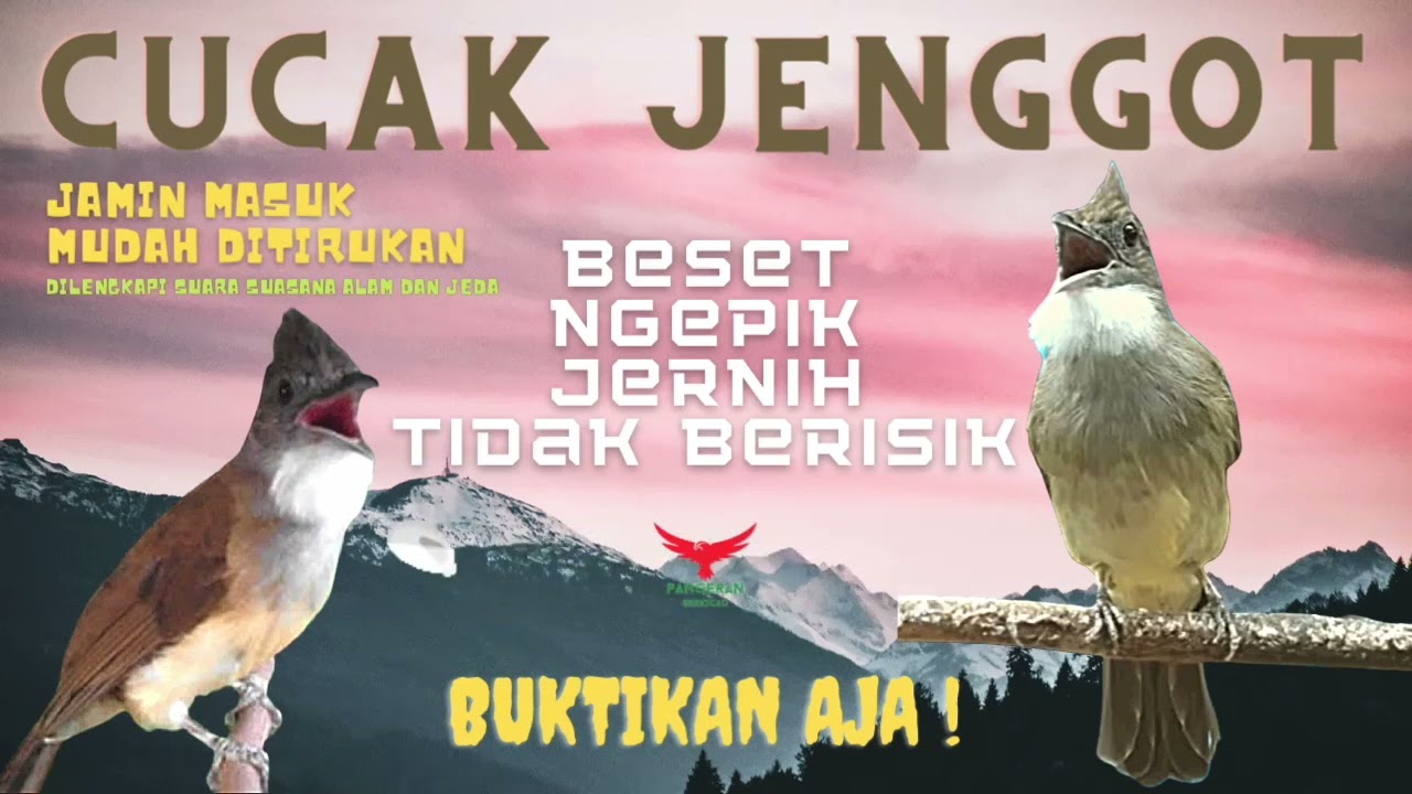 Cucak Jenggot BESET - NGEPIK - RAPAT SUPER JERNIH (Masteran Cucak Jenggot)