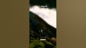 Surah Al-Qadr ||| سورة القدر ||| ❤🕋🌹💐🤲☝️💐 ||| #allah #quran #surah #islam