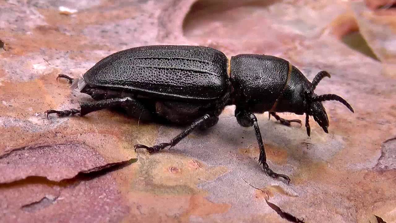 クロカミキリの特徴と見分け方