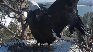 Ravens annoy Jackie💖🦅she wingslaps😲🦅\/ Big Bear Bald Eagle Live Nest - Cam 1