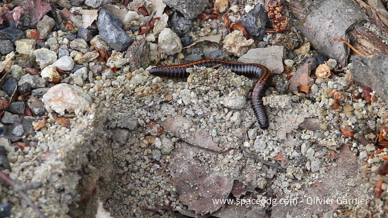 Tachypodoiulus niger