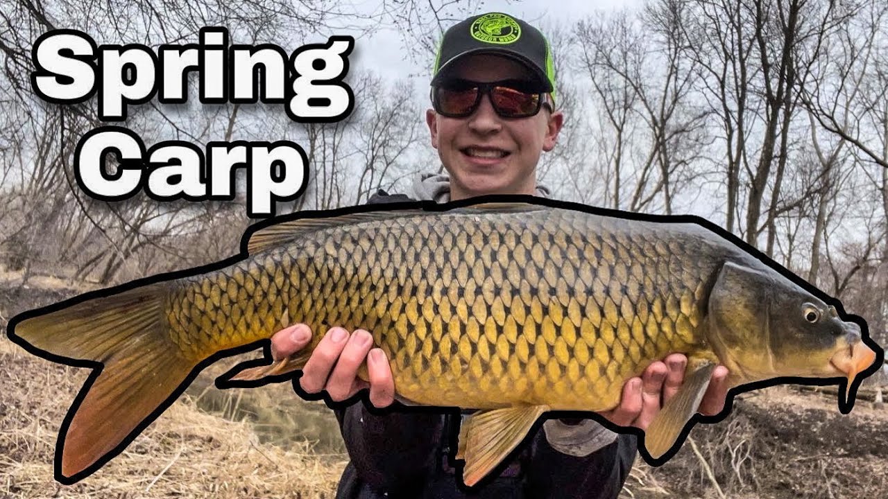 Sight Fishing Carp in a LOADED CREEK (Spring Fishing)