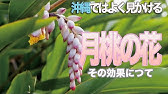 フル 月桃 沖縄の歌 Youtube