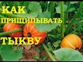 Как прищипывать тыкву. Необходимое мероприятие!