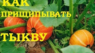 Как прищипывать тыкву Необходимое мероприятие