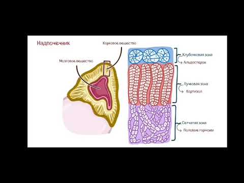 синдром Иценко-Кушинга