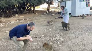 Feeding Monkeys  Azrou, Morocco