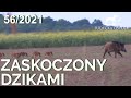 SUDECKA OSTOJA 56/2021. Polowanie na dziki. Hunting wildboars. Hunting in Poland.