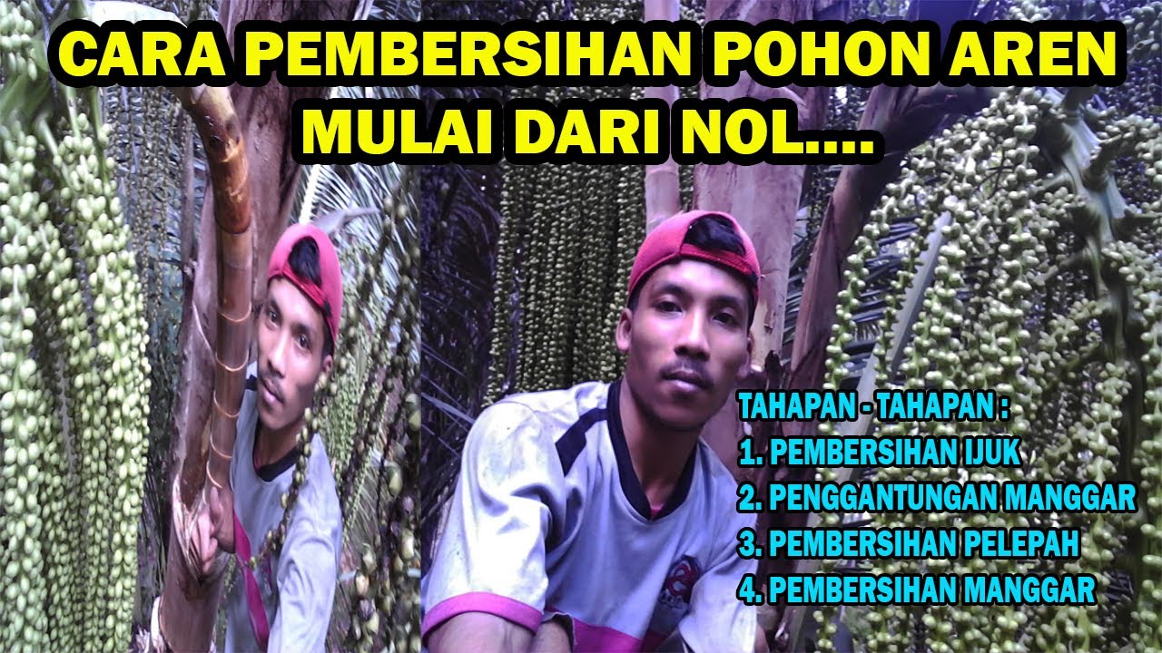 CARA PEMBERSIHAN POHON AREN MULAI DARI NOL YANG AKAN DIKERJAKAN