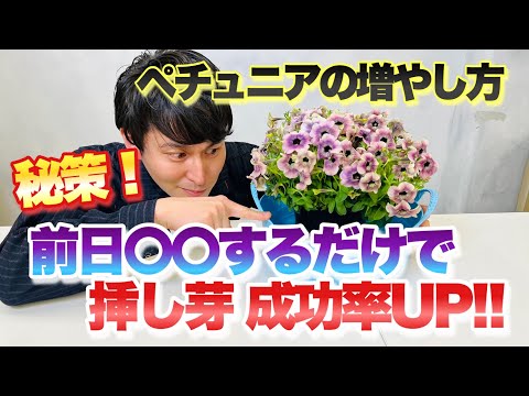 【超簡単！】誰でも出来る増やし方【ペチュニア】【挿し芽】【裏技】