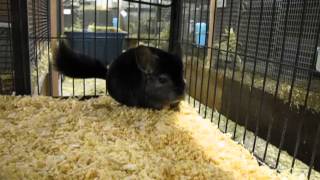 Che' Chinchillas 2 Bonded 2 Year Old Male Chinchilla Pets for Sale