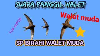 suara panggil walet || SP BIRAHI WALET MUDA⭐👌 link dibagikan mantul mantap betul guys