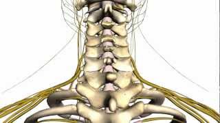 Spine Tutorial 1 - Vertebral Column - Anatomy Tutorial