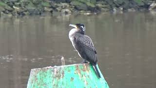 Birds at the Middlesbrough Dock - October 2023