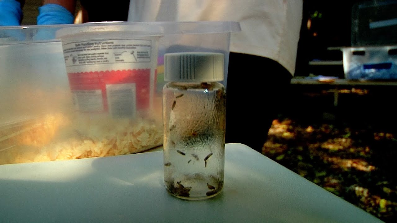 Body Farm Insect Forensic Entomology - Body Farm - YouTube