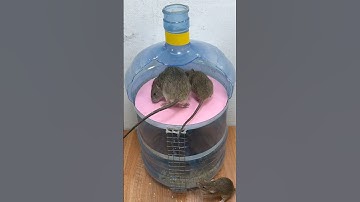 Best mouse trap/Extremely Effective Homemade Mouse Traps #rat