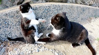 ハチワレ親子？ヒゲをはやしたパパ猫とイケメンの息子猫が楽しそうに遊ぶ