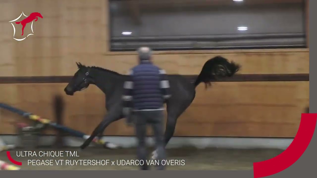 PEGASE VAN'T RUYTERSHOF - France Etalons 2026