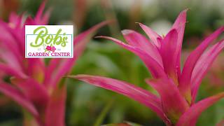 Bob's Garden Center