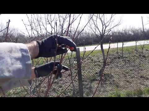 Taierea la nectarin si piersic-How to prune peach and nectarine trees