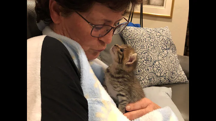 The Kitten Cozy
