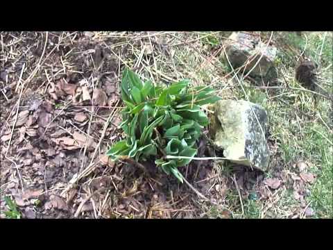 Moving and splitting Purple Phlox Flower Perennial