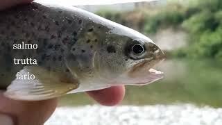:     .fishing aoos voidomatis river  wild trout