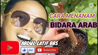 CARA MENANAM BIDARA ARAB DENGAN BATANG#bidaraarab#batang#arab@abdul Latif bbs