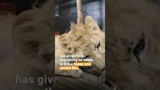 Then vs Now: Lion Mero 🦁 | FOUR PAWS | [SUBS]