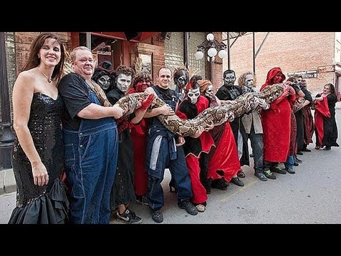 Video: Cabeza De Serpiente Cayendo