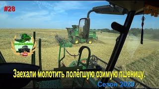 Заехали молотить полёгшую озимую пшеницу Урожай 2020