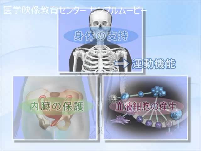目で見る解剖と生理 第2版 Vol.8 運動系１ 総論 - YouTube