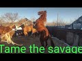 Укрощение Дикаря.| Taming a wild horse.