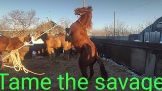 Укрощение Дикаря.| Taming a wild horse.