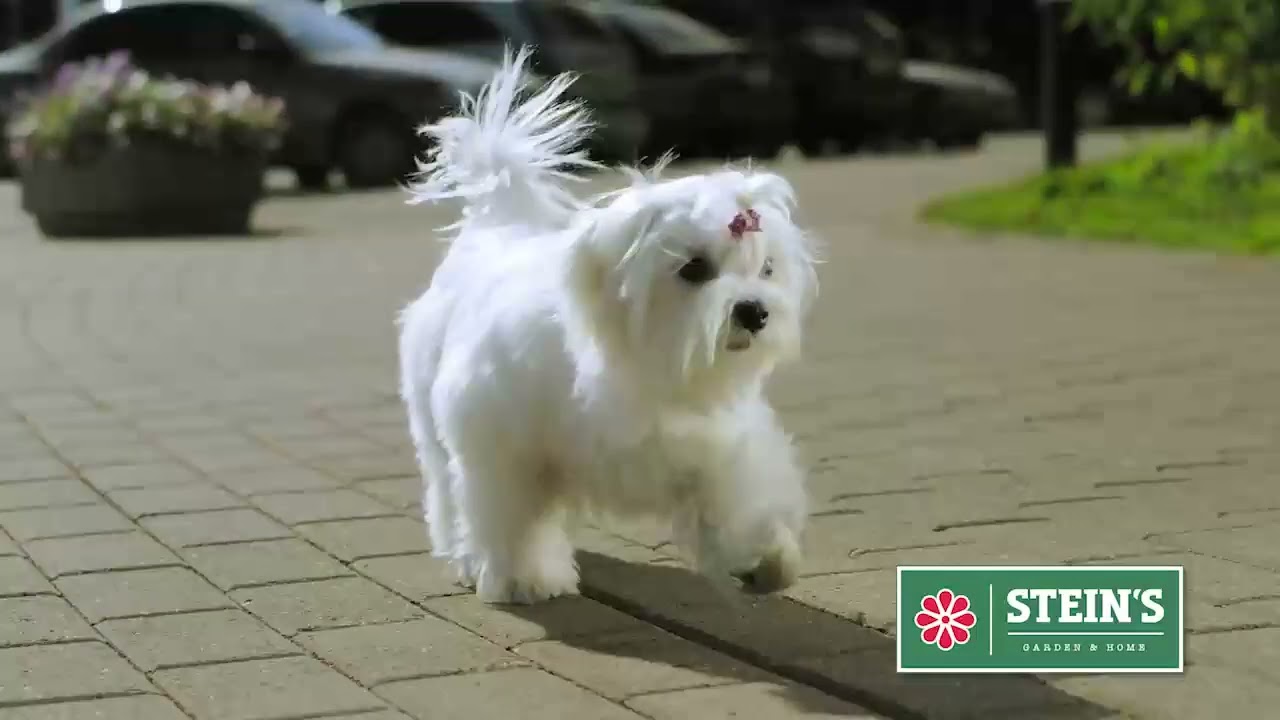 Stein's Has Everything You Need For Your Fur Babies!