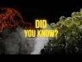 Did You Know? | Grapes Light On Fire In .....