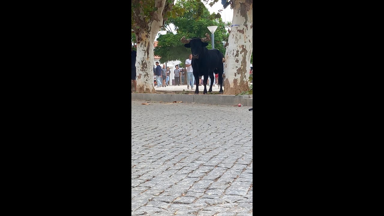 touro na rua cuba 2023