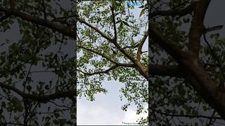 Asian Koel Bird Sound - Asian Cuckoo Bird In Nature