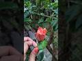 Beautiful Flowers 💓🌸 #shorts #shortsfeed #shortvideo #flowers #homegarden
