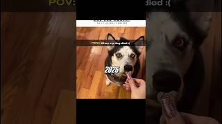 𝗧𝗿𝘆 𝗡𝗼𝘁 𝗧𝗼 𝗖𝗿𝘆 💔🐶 (𝗠𝗼𝘀𝘁 𝗘𝗺𝗼𝘁𝗶𝗼𝗻𝗮𝗹 𝗗𝗼𝗴 𝗩𝗶𝗱𝗲𝗼) #𝘀𝗵𝗼𝗿𝘁𝘀