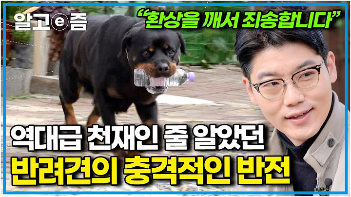 "우리 개가 천재가 아니라고요?" 보호자와 설채현 수의사를 빵 터지게 만든 천재견(?) 코리에게 숨겨졌던 비밀│세상에 나쁜 개는 없다│알고e즘