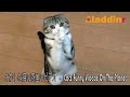 おかしな猫の惑星のビデオ  -  Cats Funny Videos On The Planet