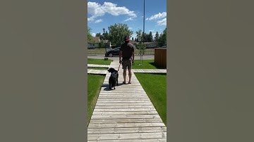 K9 Kwik Release - Training Length - Hands-Free Leash System