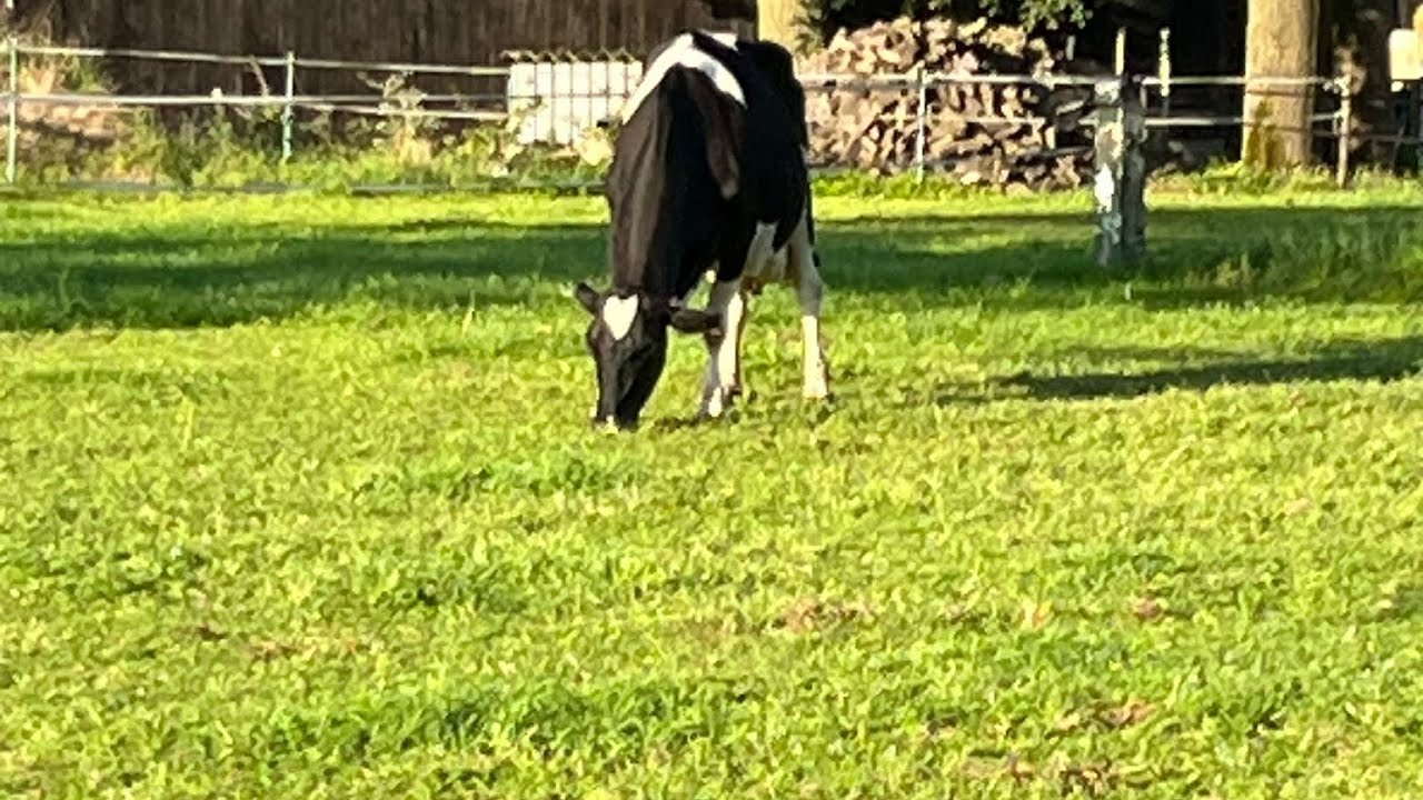 Тракторист не сбавляет скорость на повороте, веет сено на поле ...