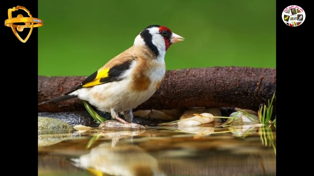 ساعتين من تغريد الحسون الملكي خالي من الأخطاء لتعليم الفراخ