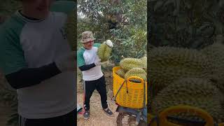 Durian harvesting- Frozen durian Export - #榴莲收获 - #冷冻榴莲 #durian #榴莲 #ទុរេន #ทุเรียน