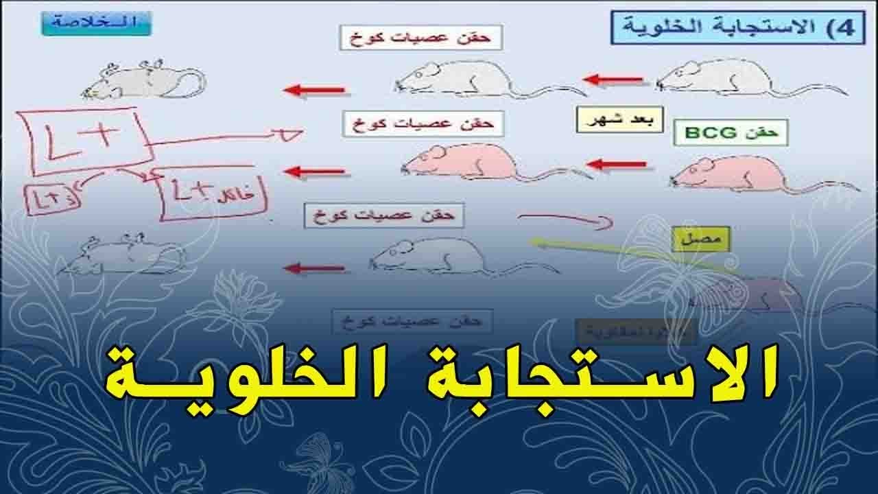 الدرس 24:علوم طبيعية الرابعة متوسط الاستجابة المناعية الخلوية عوشت للعلوم