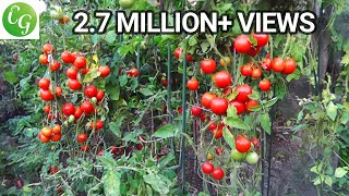 Grow Tomatoes NOT Foliage!