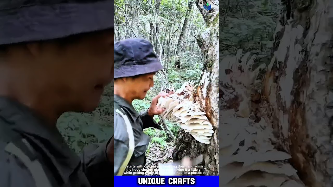Finding a MASSIVE cluster of BIG white shelf fungi in the deep woods 🍄